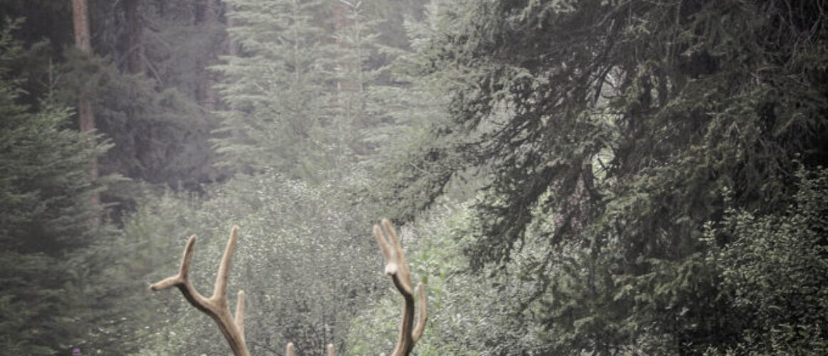 elk