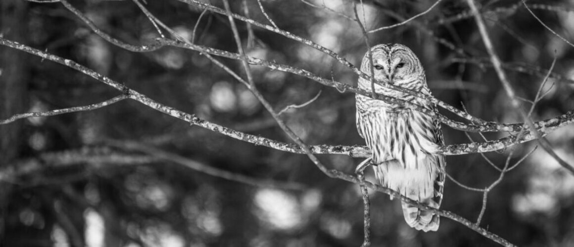 owl